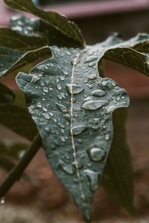 Free Macro shot of a green leaf with fresh water droplets in a natural setting, Kenya. Stock Photo