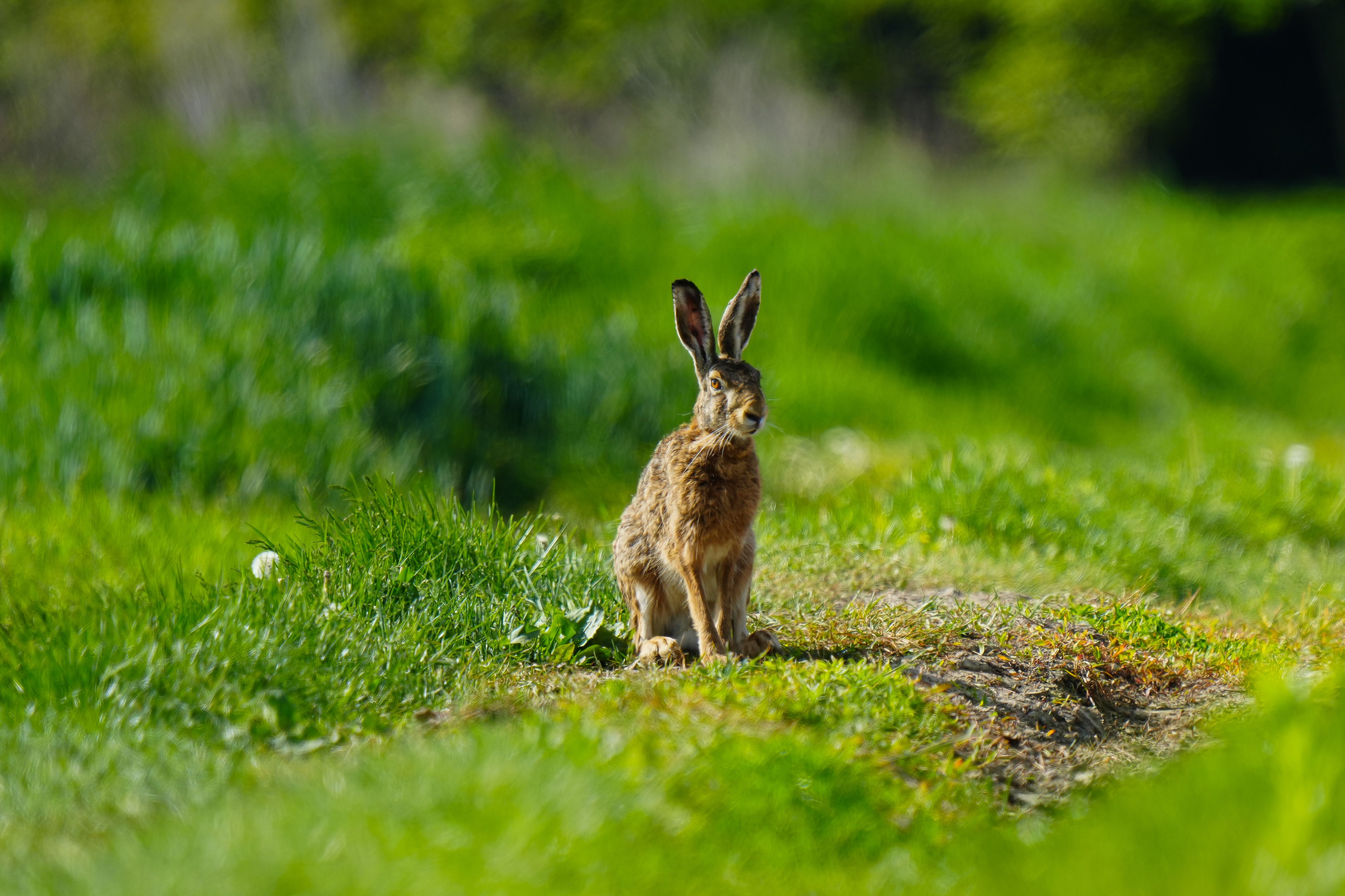 Hare in Lush Green Meadow During Spring · Free Stock Photo