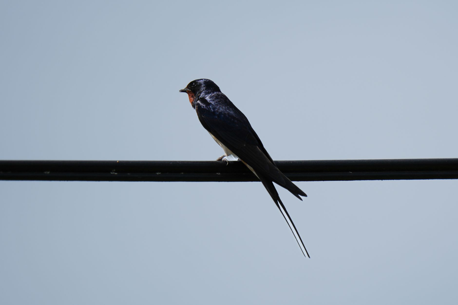 A barn swallow sits gracefully on a wire with a clear blue sky backdrop.