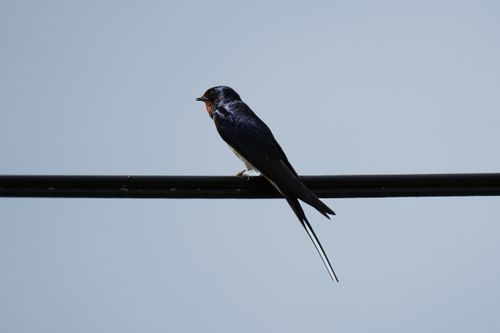 Free A barn swallow sits gracefully on a wire with a clear blue sky backdrop. Stock Photo