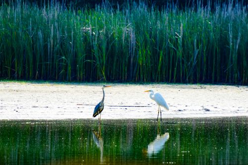Free A tranquil scene of two herons in a lush wetland, reflecting in the water. Stock Photo