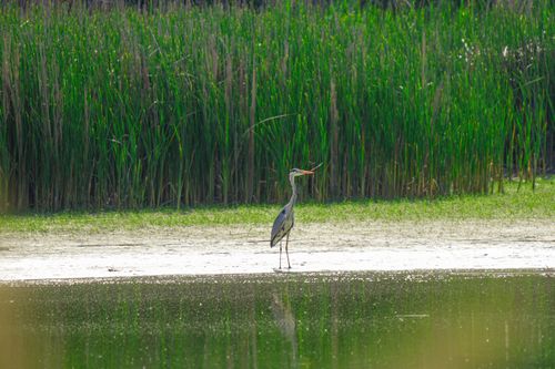 Free A serene scene of a Great Blue Heron (Ardea herodias) by a marsh, surrounded by vibrant reeds. Stock Photo