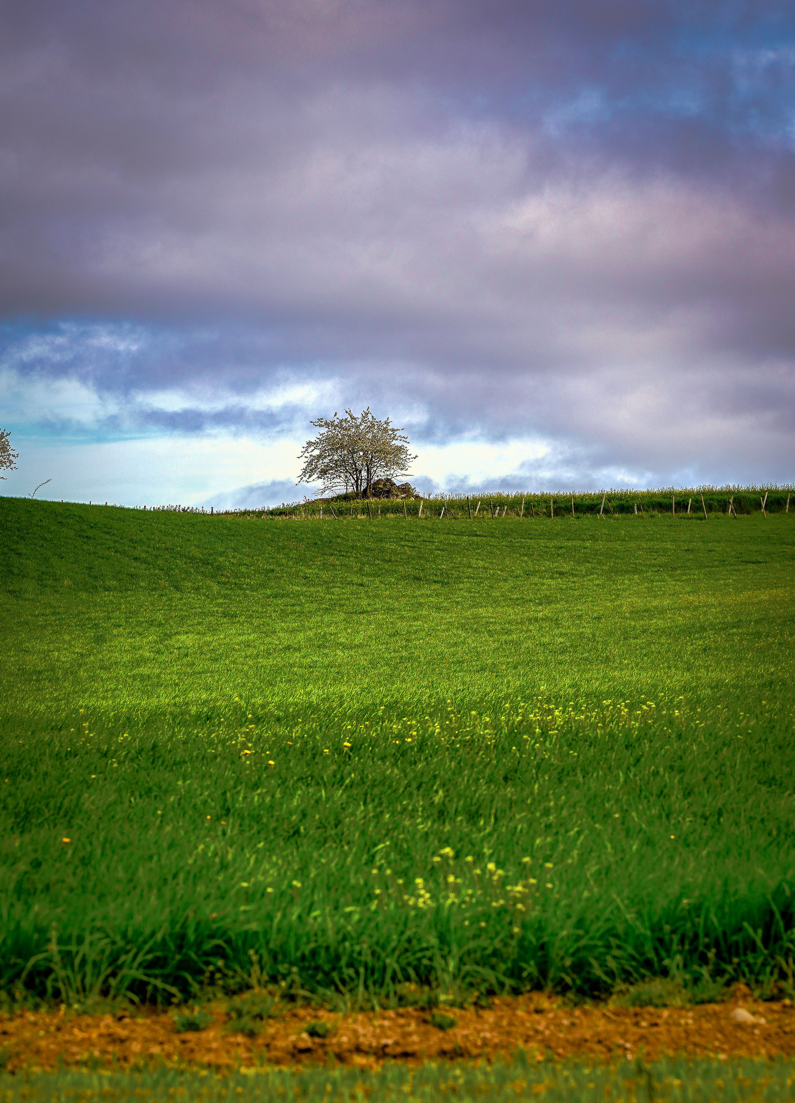 Tranquil Green Landscape with Lone Tree · Free Stock Photo
