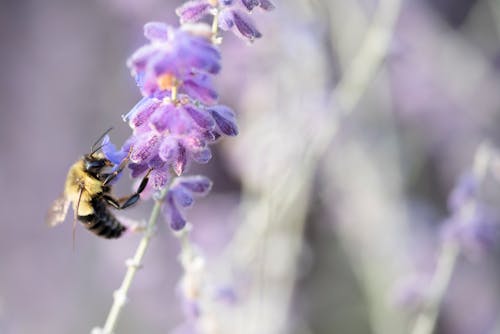 Kostenloses Stock Foto zu biene, makro, makrofotografie