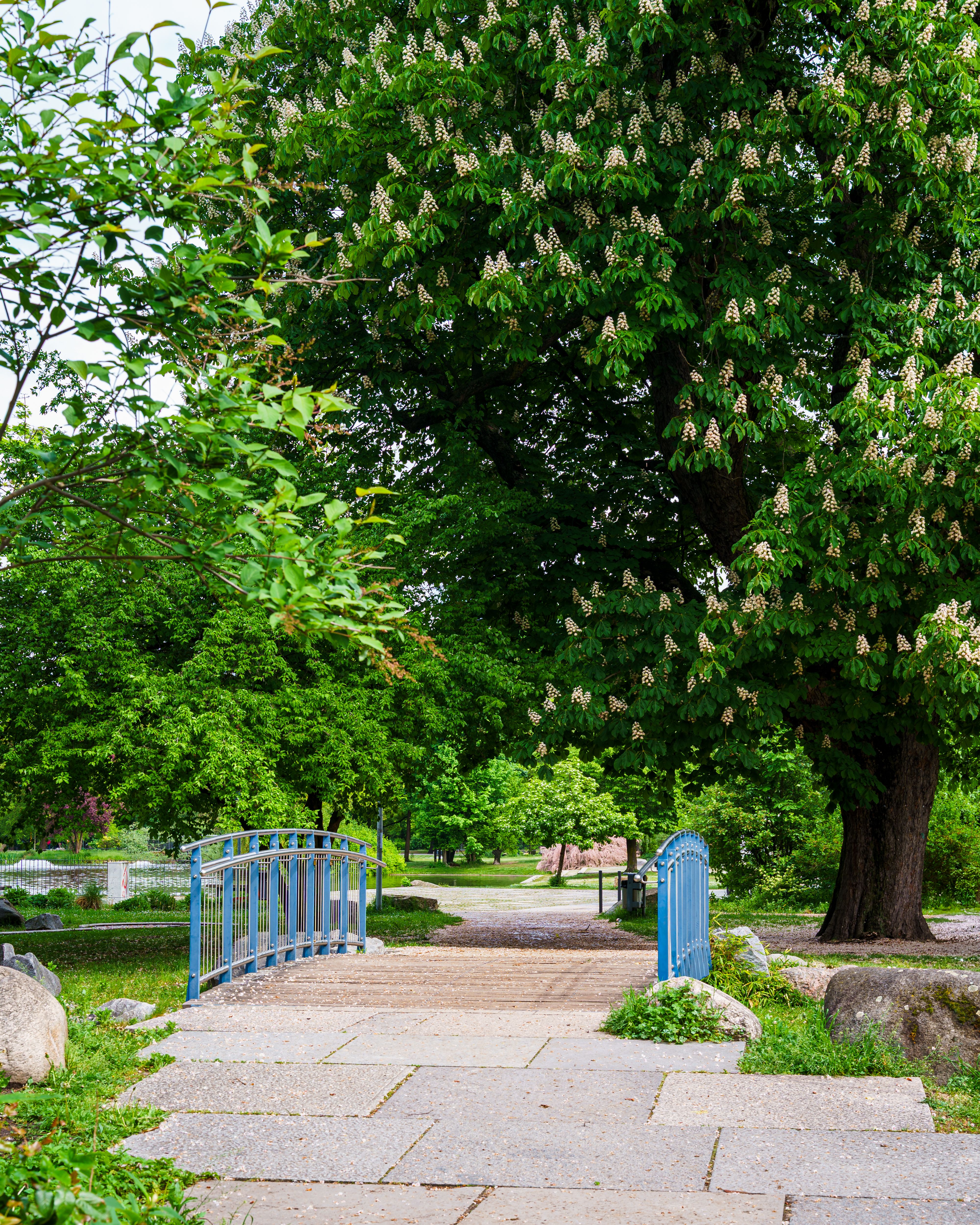 Serene Park Pathway with Blooming Trees · Free Stock Photo