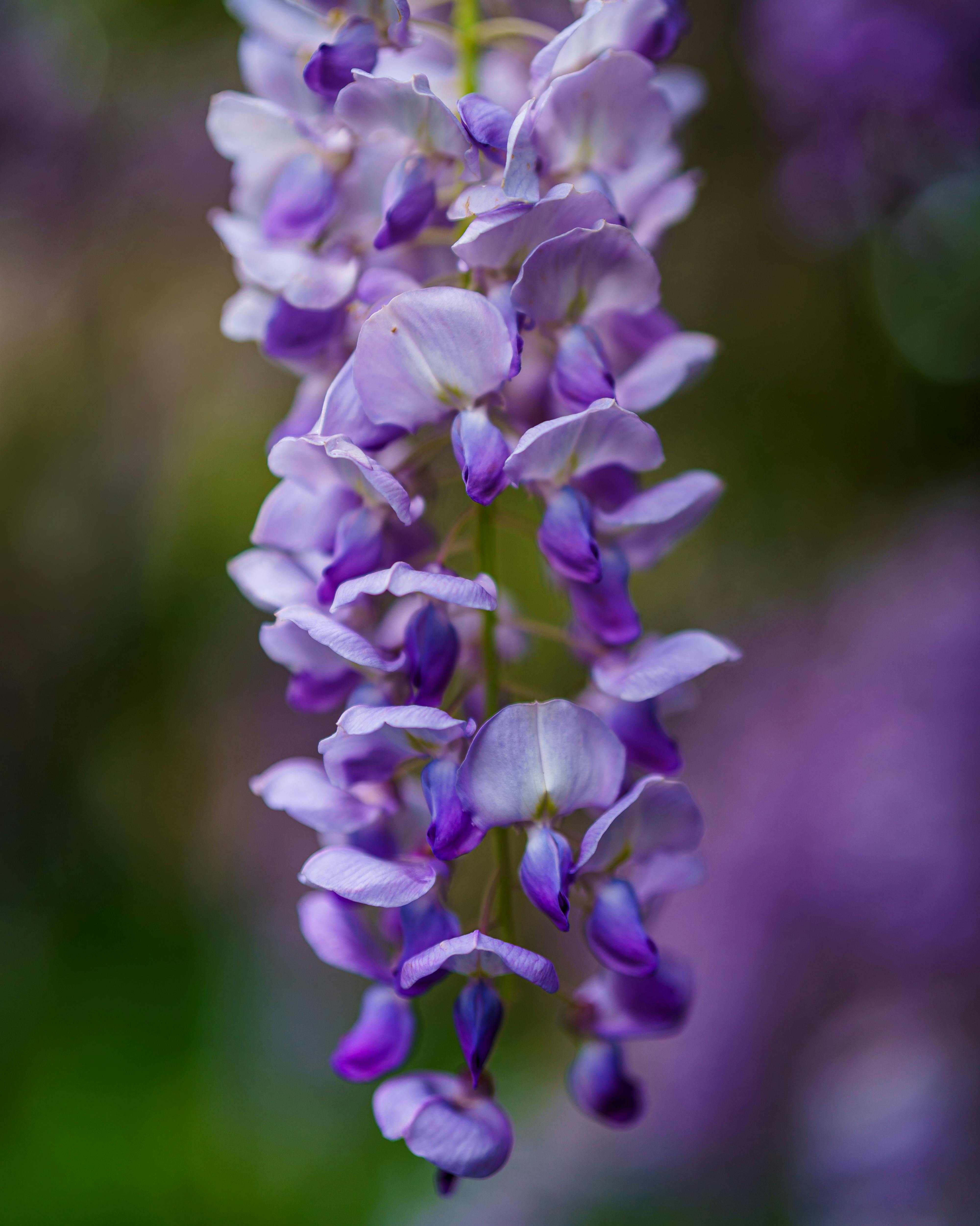 Violet Myers Photos, Download The BEST Free Violet Myers Stock Photos