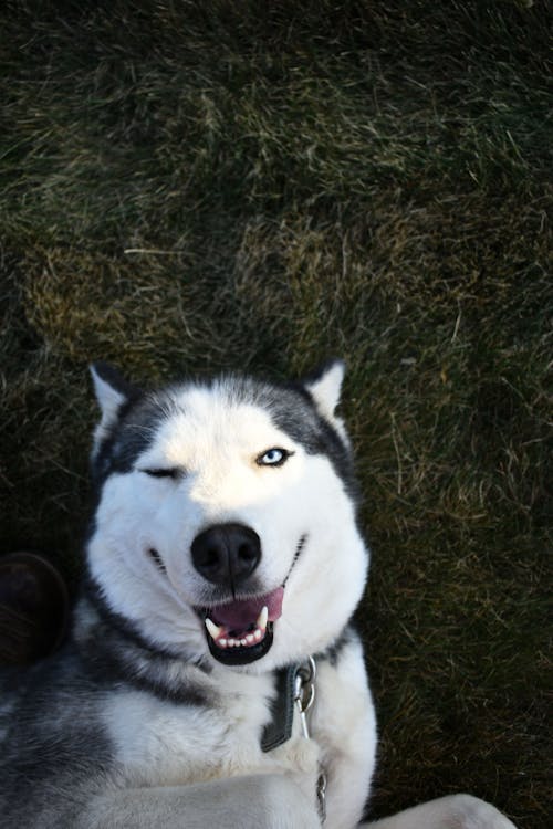 Siberian Husky Doing a Wink Expression 