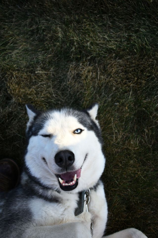 Husky winking at the camera on dark grass