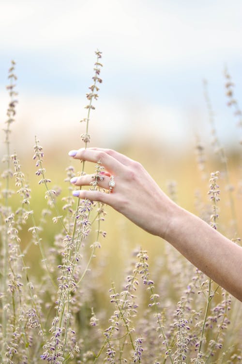 Person in Flower Field