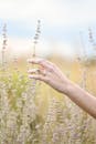 一只戴着戒指的小手轻抚着乡村的野花