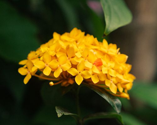 Free Close-up of vibrant yellow Ixora flowers in a garden setting, capturing natural beauty. Stock Photo