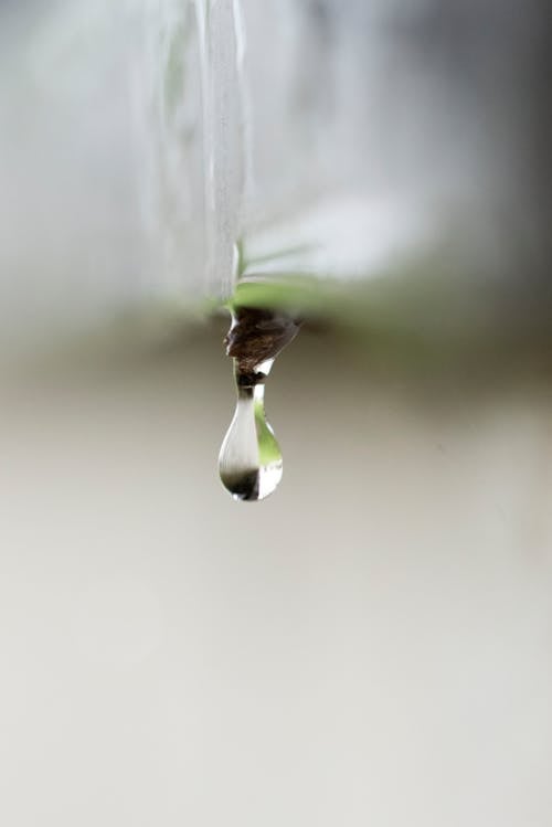 緑の植物の水滴