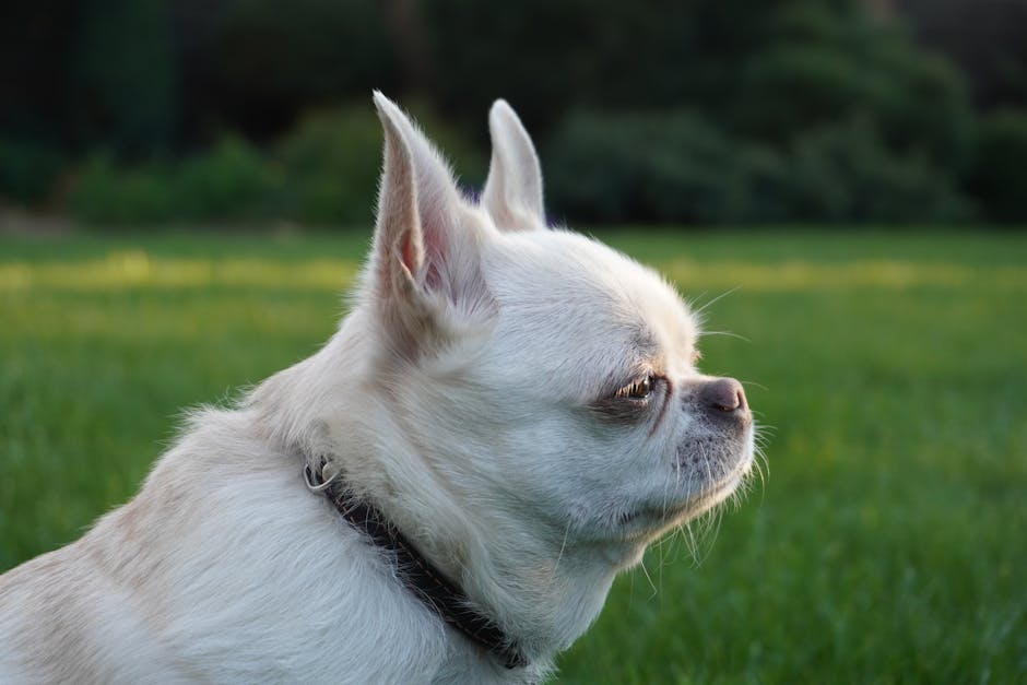 강아지 관련 이미지