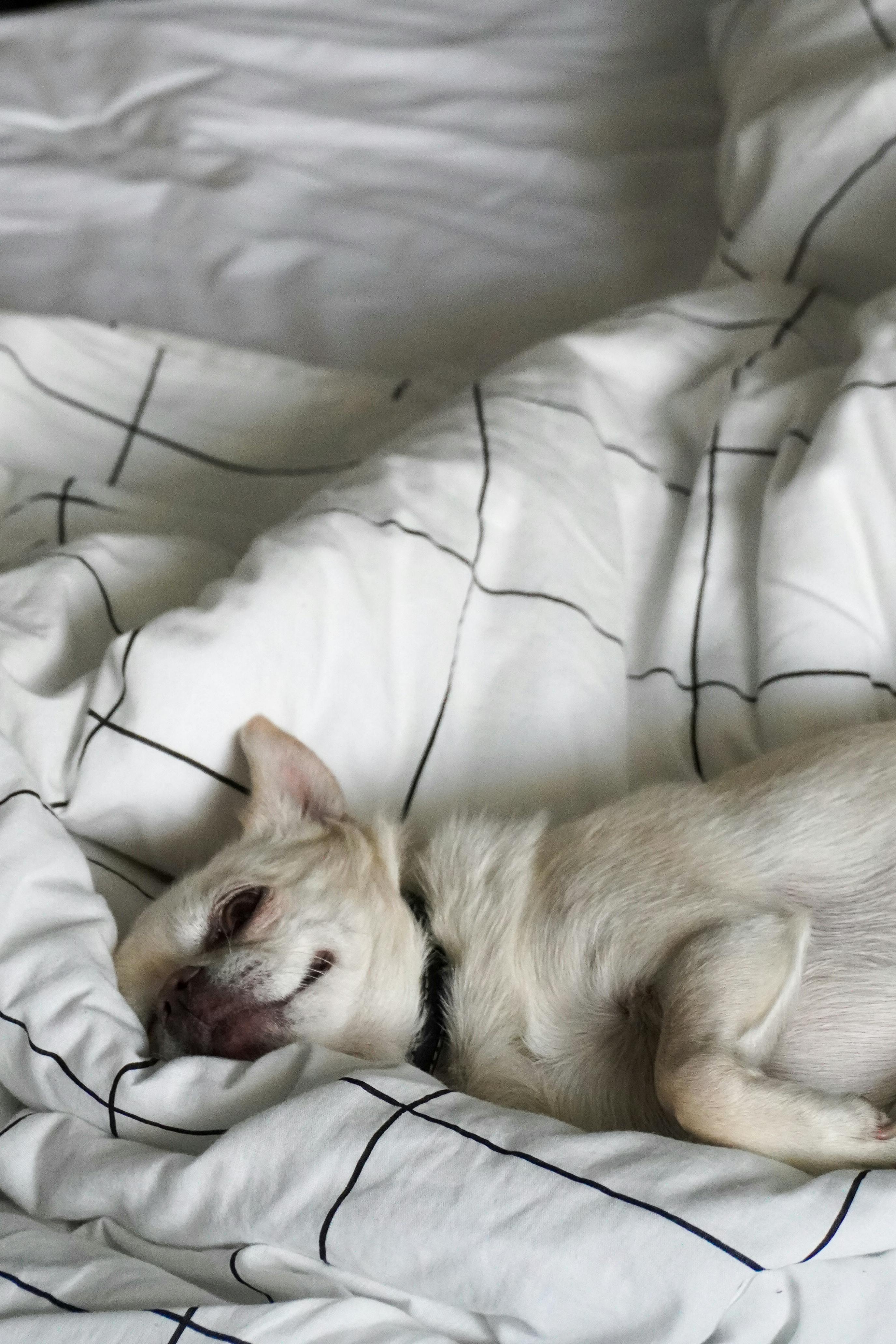 Adorable white Chihuahua peacefully napping on a minimalist patterned bed, embodying a calm and cozy home vibe.