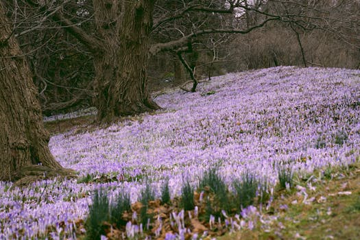 A lush meadow filled with blooming crocus flowers beneath bare winter trees.