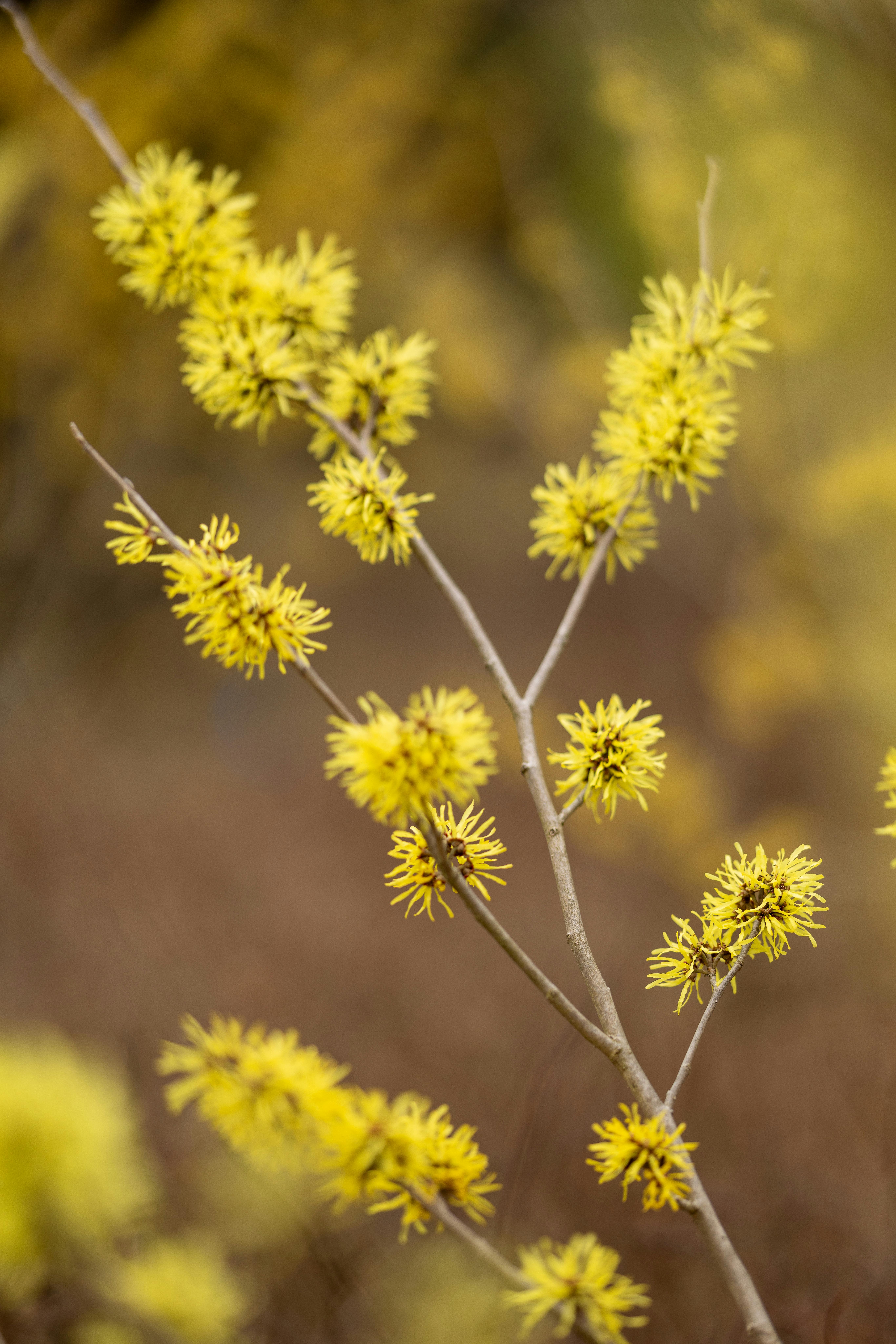Close-up of vibrant yellow witch hazel flowers in spring bloom.
