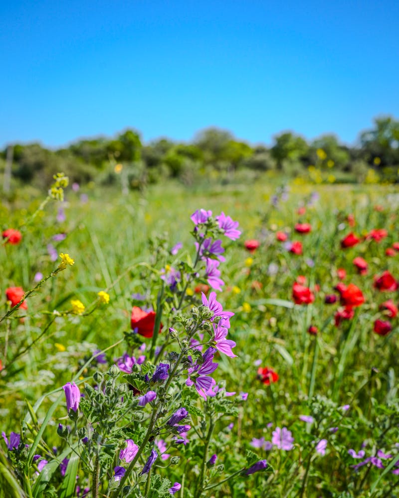 Wildflower meadow