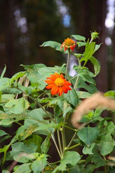 Bright orange Mexican sunflower blooming in a lush Araçoiaba da Serra forest.