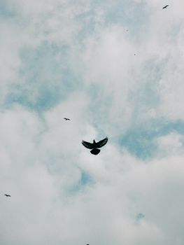 A flock of birds flying high in a cloudy sky, captured in Rabat, Morocco.