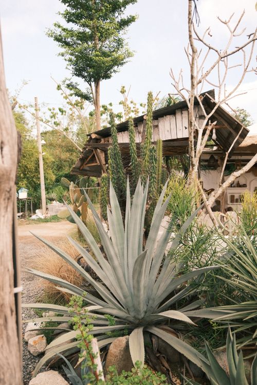 Free A rustic garden scene featuring agave plants and a wooden hut under clear daylight. Stock Photo