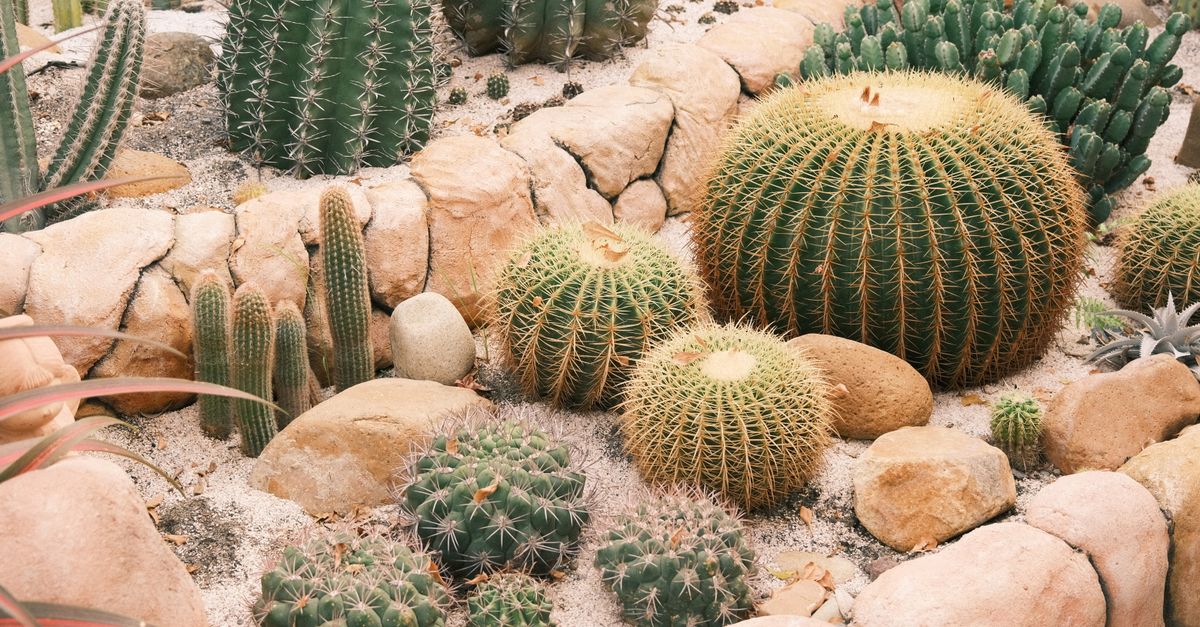 Cactus : Guide entretien et variétés 2026