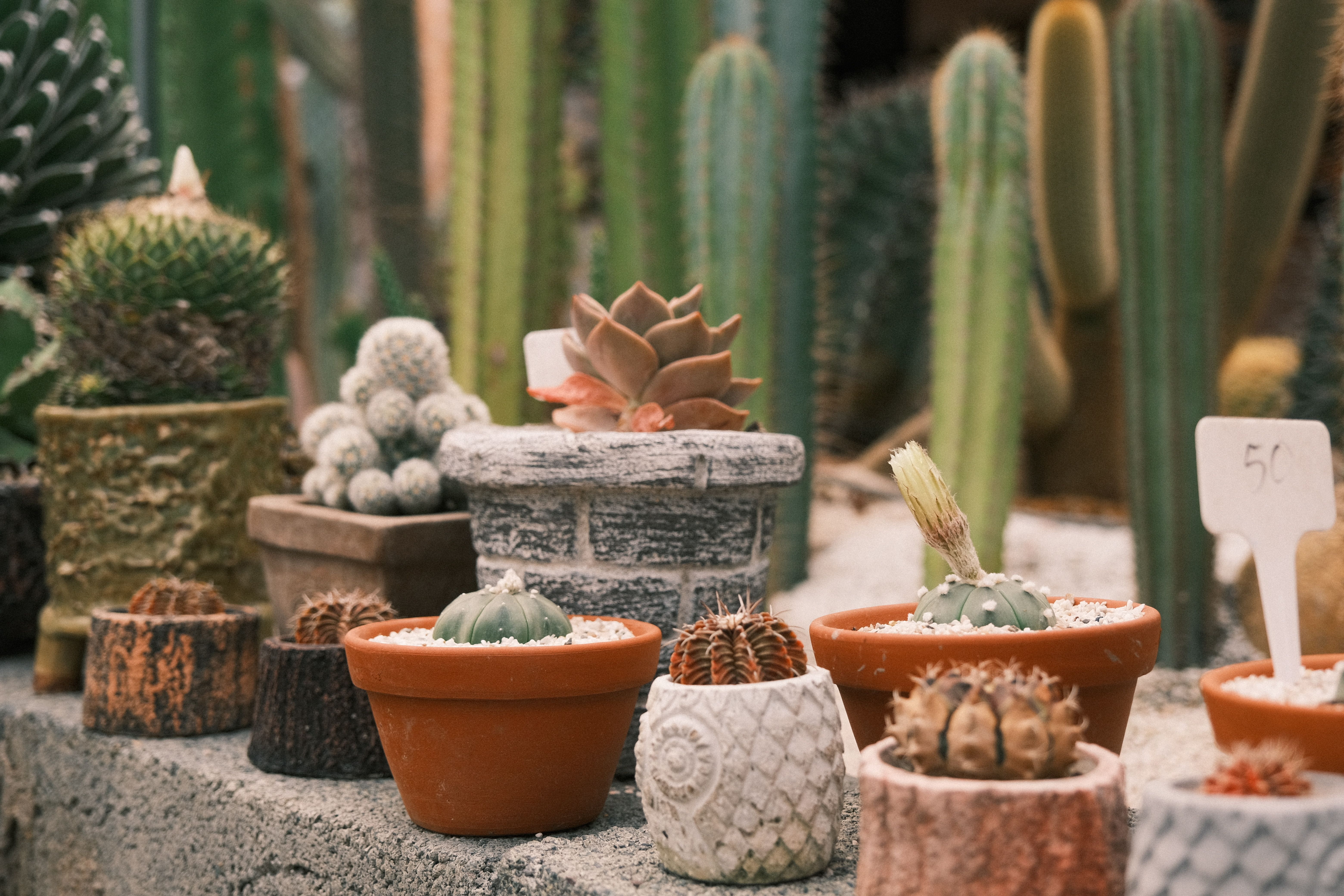 Tall Plant Stand For Multiple Plants