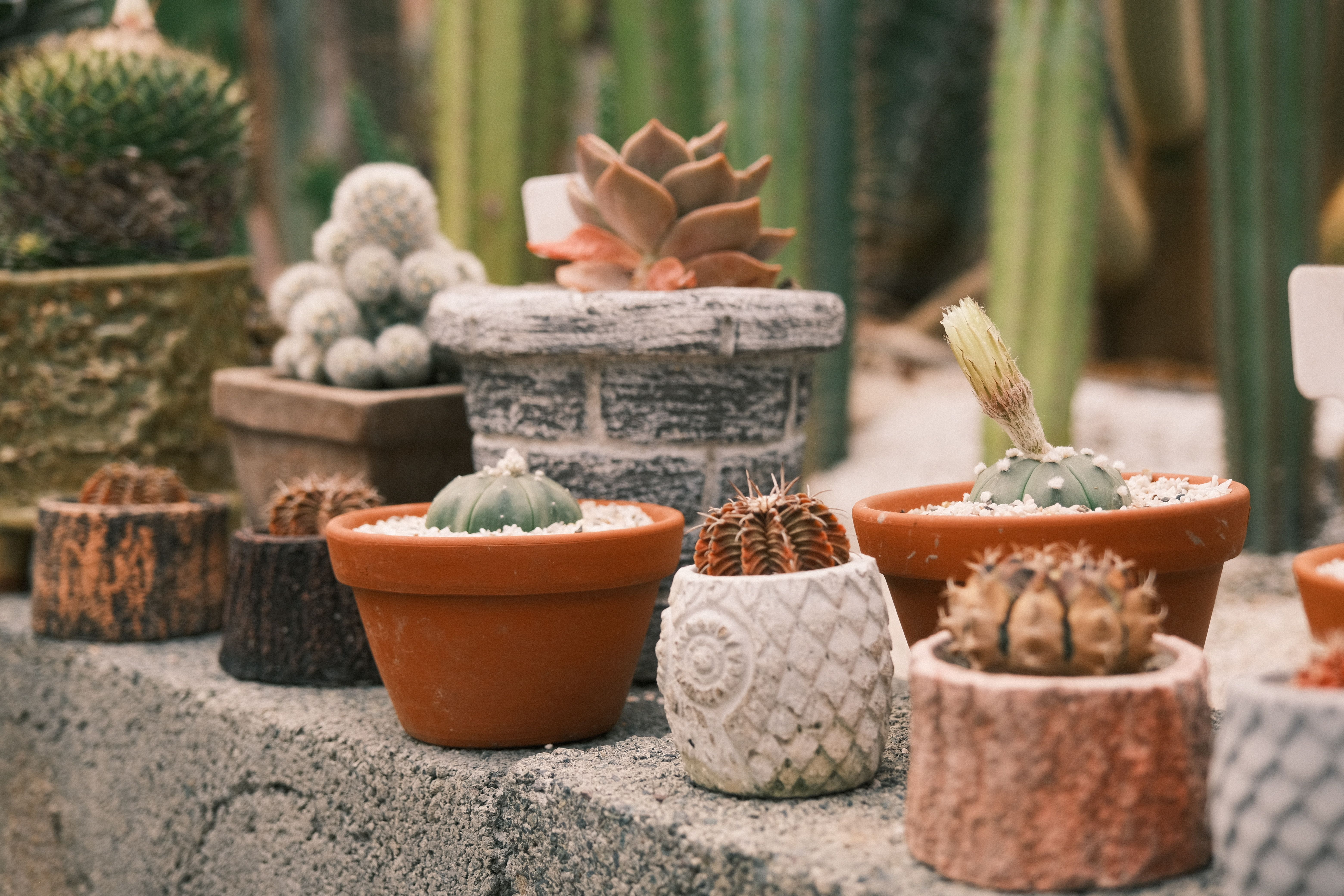 Terracotta bloempot met groene plant op terras.