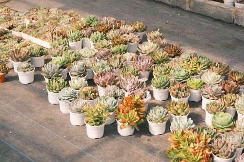 Free A beautiful collection of succulent plants in pots, showcasing vibrant greenery and diverse textures. Stock Photo