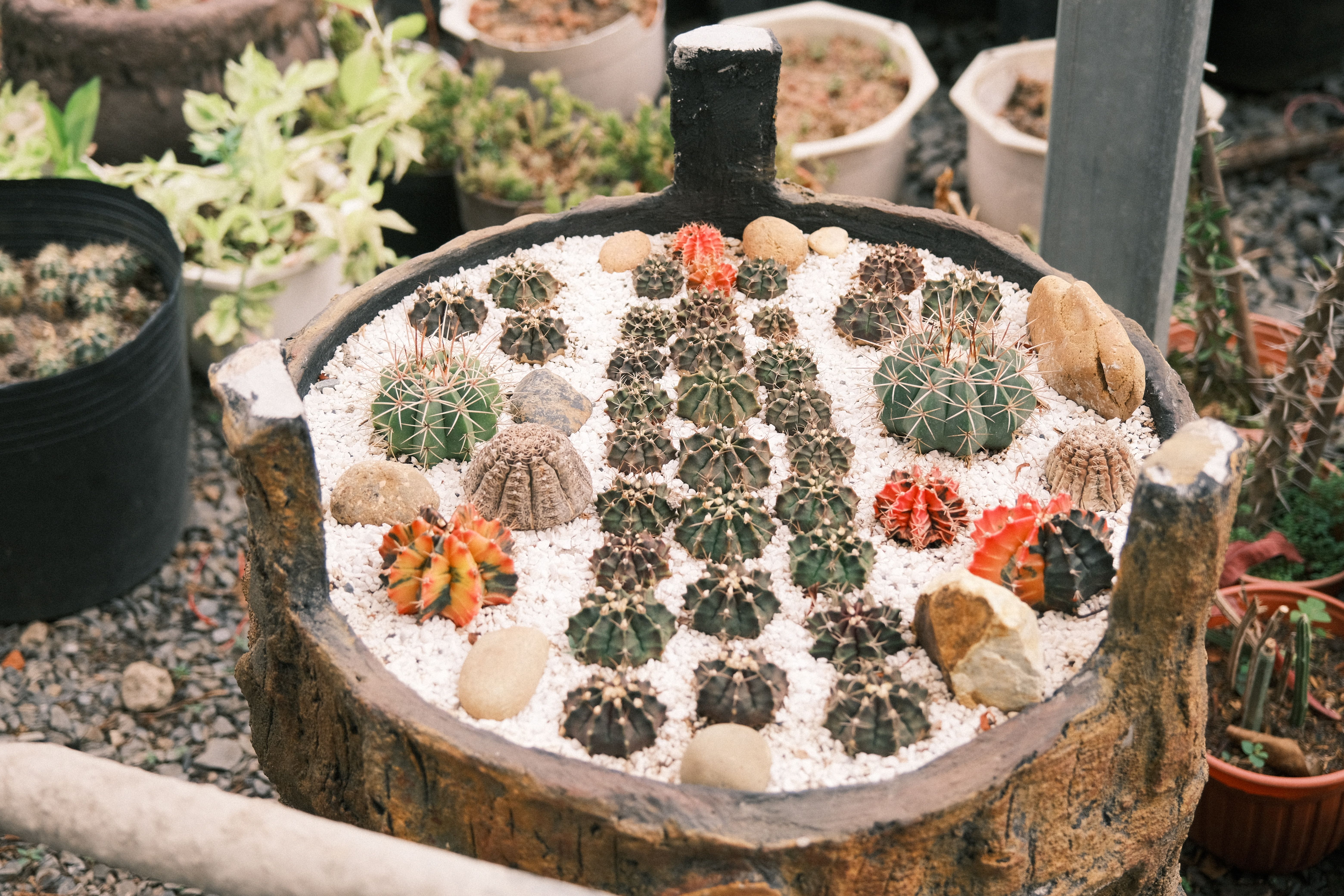 Do I Need A Planter With Drainage Holes