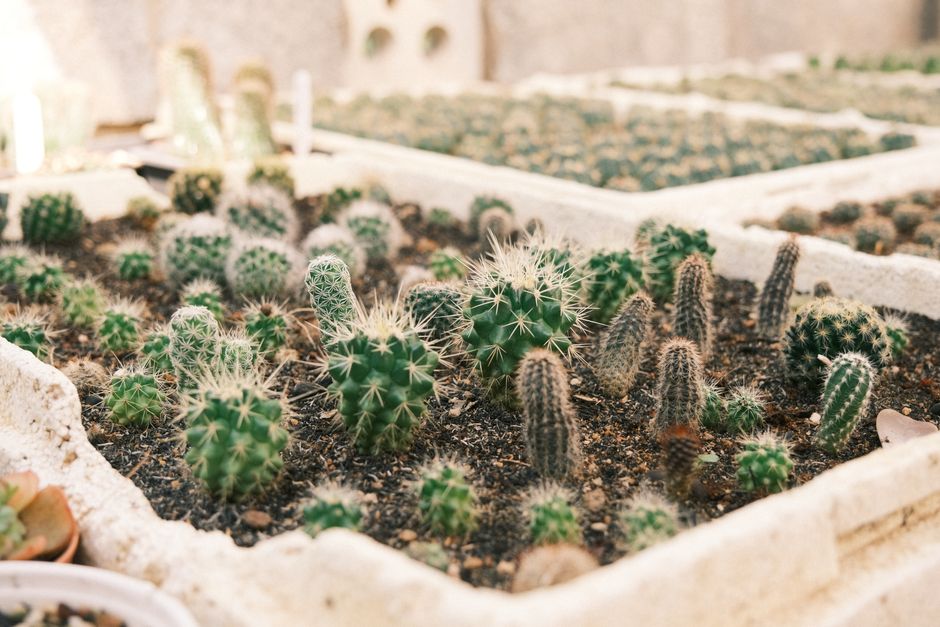 Detailed view of various young cactus plants growing in a nursery tray.