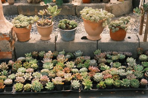 Free A colorful arrangement of succulents in pots and trays outside, perfect for garden inspiration. Stock Photo