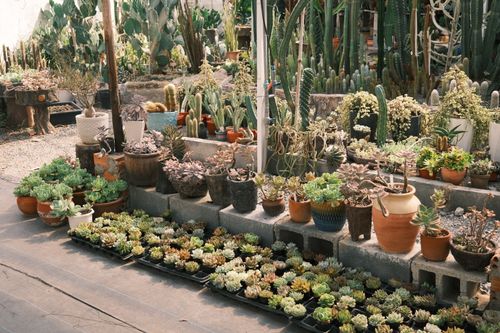 Free A vibrant greenhouse showcasing a variety of potted succulents and cacti. Stock Photo