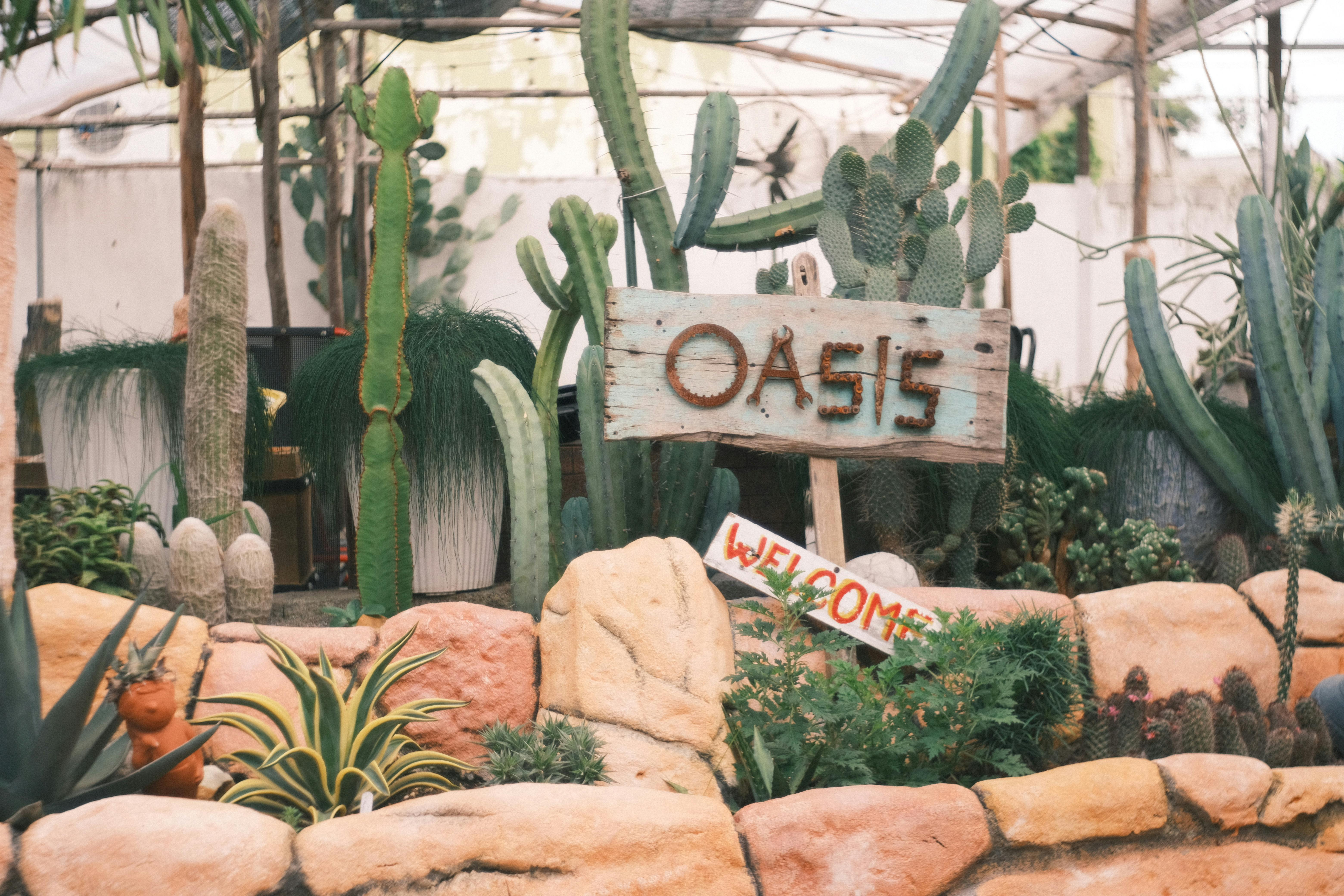 Indoor cactus garden with rustic sign and diverse succulent plants. | BocaVibe