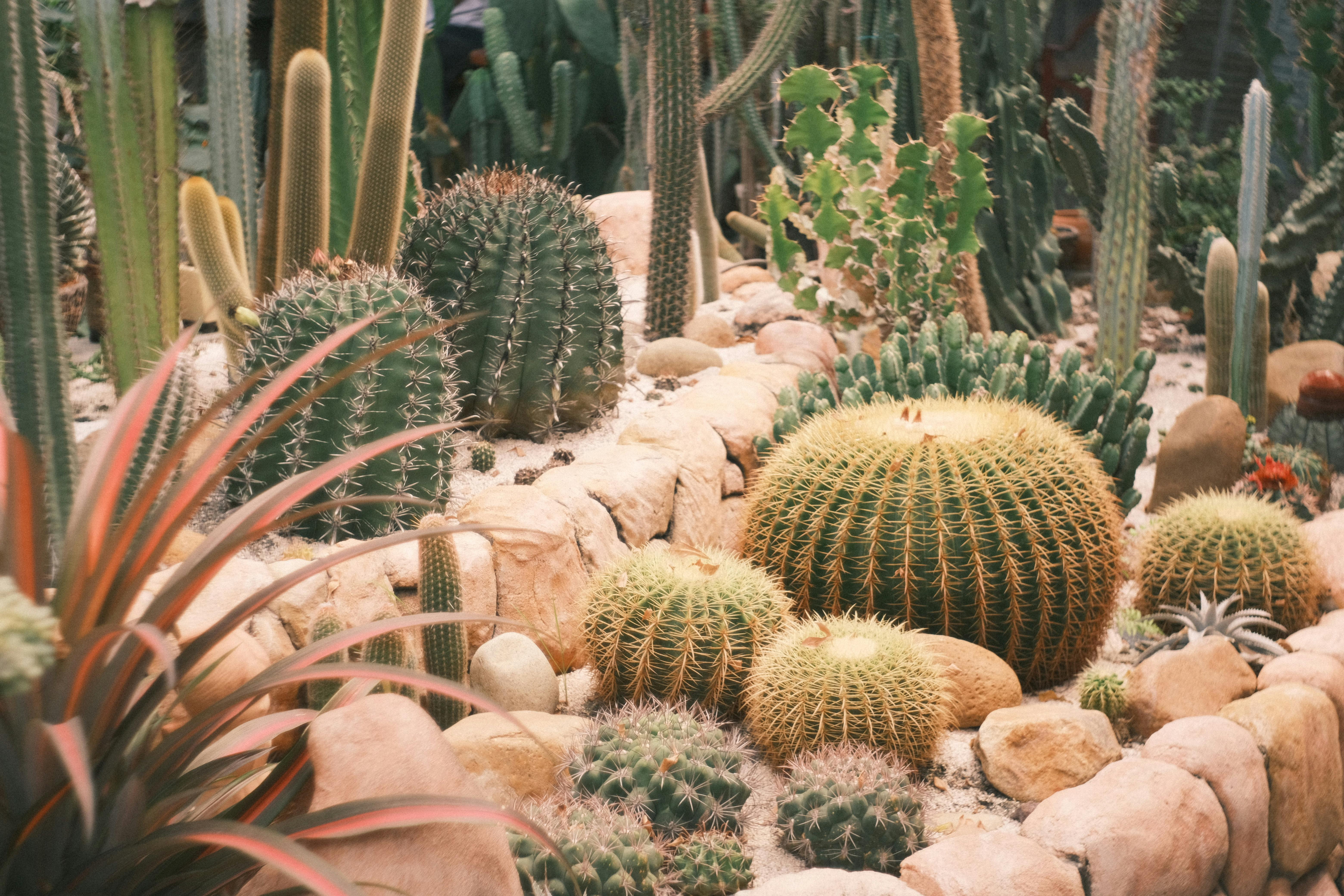 Come Scegliere le Piante Giuste per un Clima Secco