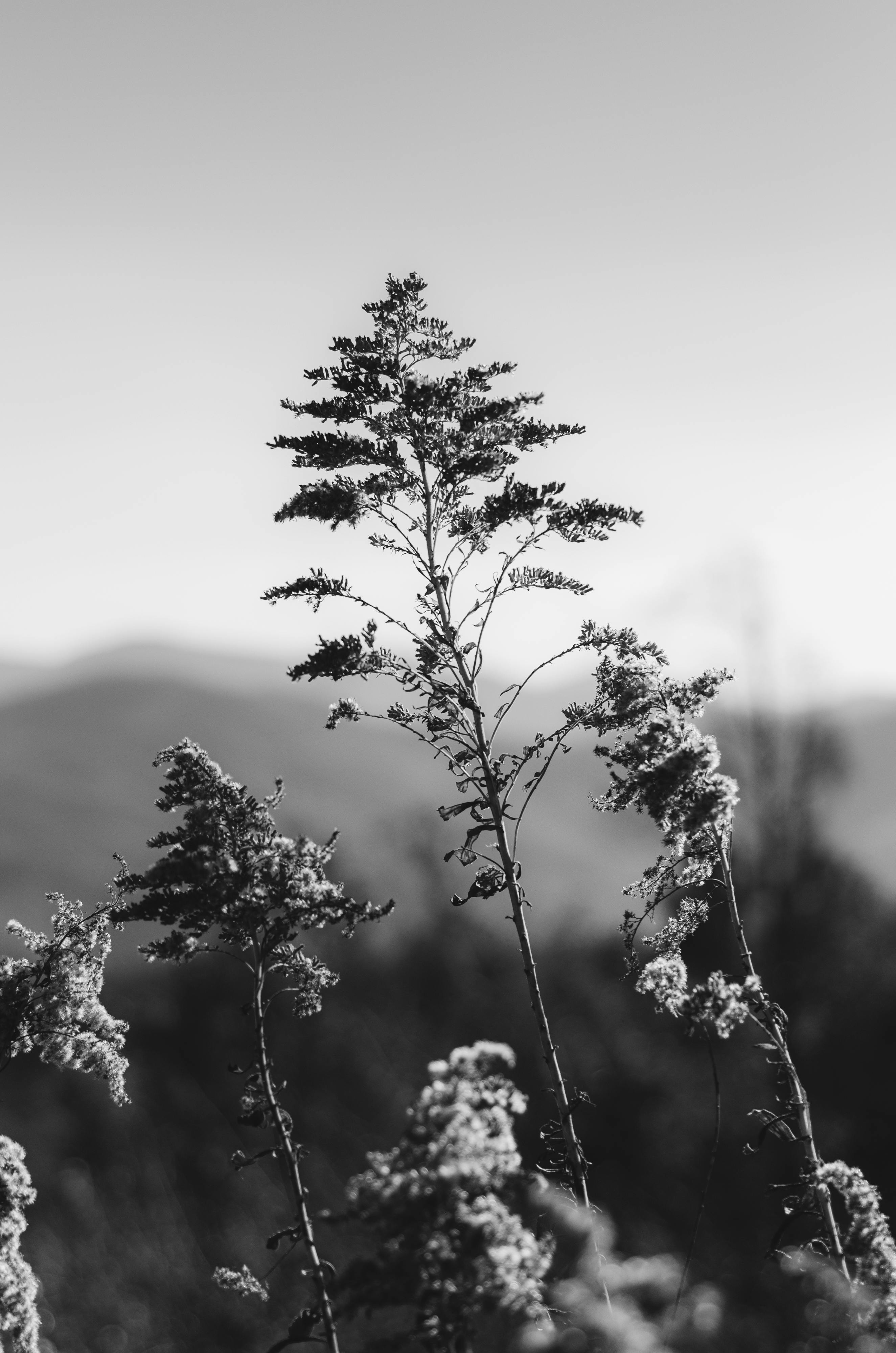 Stunning black and white photograph capturing delicate plant branches against a blurred background.