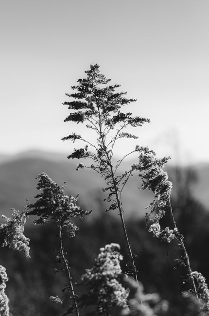 Stunning black and white photograph capturing delicate plant branches against a blurred background.