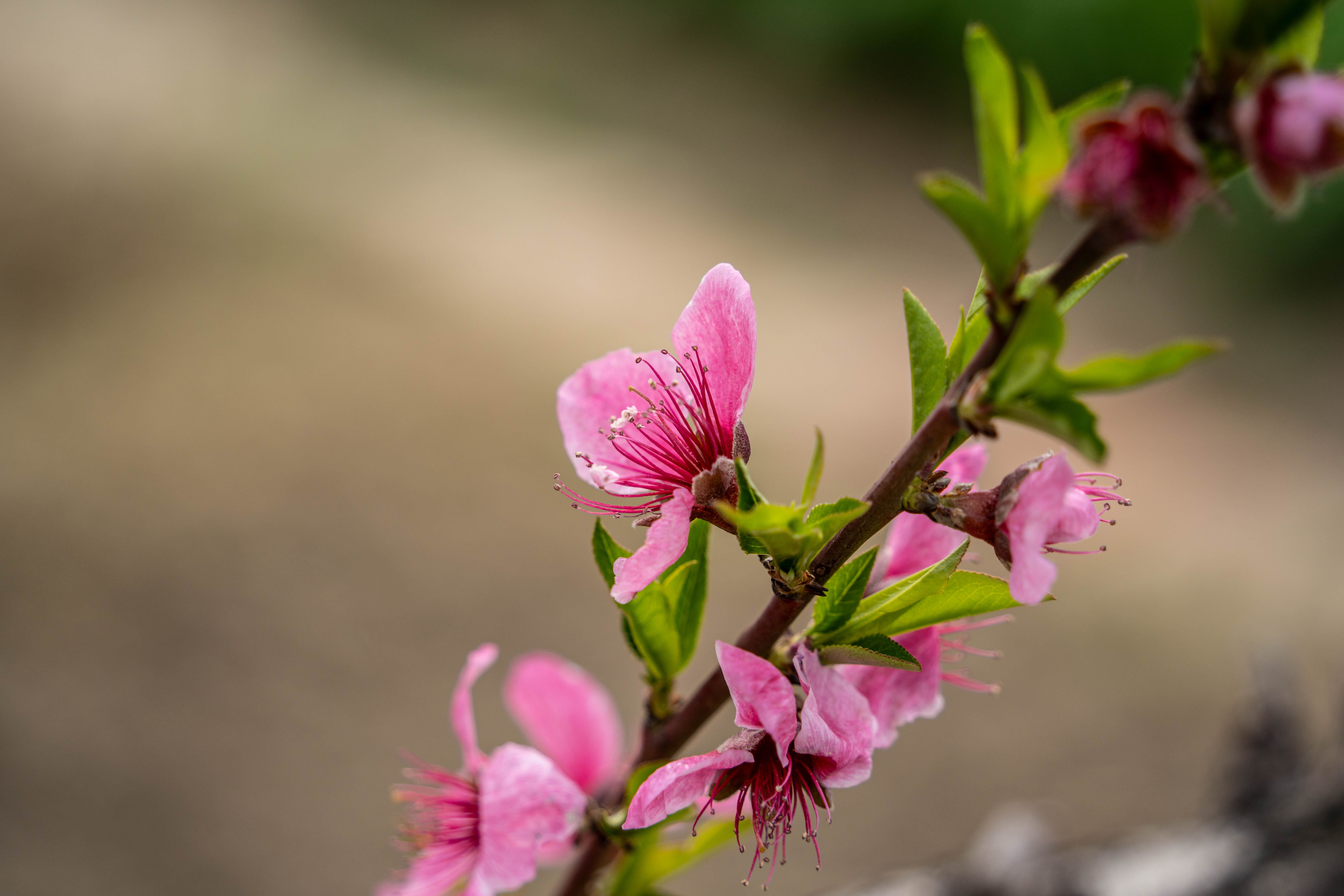 Fotomural Fotografía detallada de vibrantes flores de durazno de color rosa con hojas verdes, que muestran la belleza primaveral.