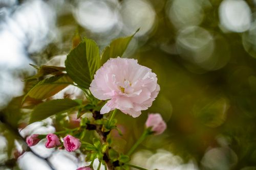 Free Close-up of a pink sakura blossom in a vibrant spring setting with bokeh background. Stock Photo