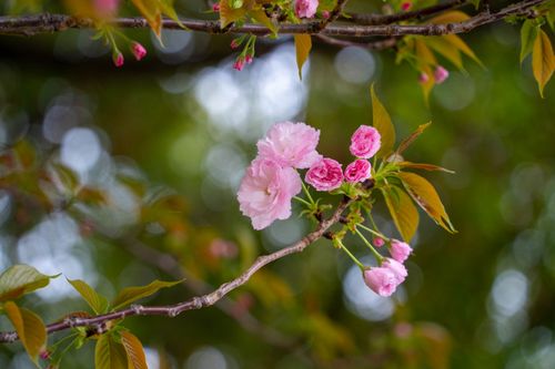 Free Close-up of pink cherry blossoms blooming in springtime, set against a blurred green background. Stock Photo