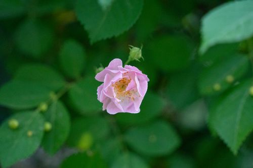 Free A stunning pink rose in full bloom against dark green leaves, captured in natural light. Stock Photo