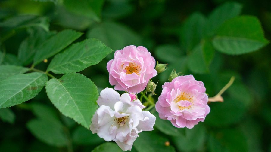 Simplifying Your Life as You Age: Where to Start