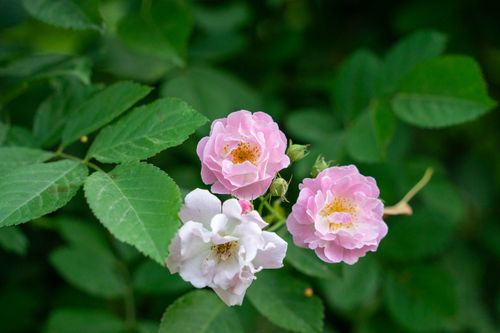 Free Three delicate pink roses bloom amidst lush green foliage, showcasing natural beauty. Stock Photo