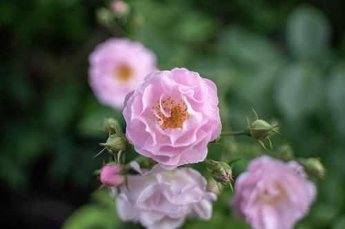 Free A detailed close-up view of vibrant pink roses with green blurred background. Stock Photo