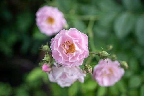 Free Close-up of pink rose flowers in a garden setting, showcasing soft petals and vibrant colors. Stock Photo