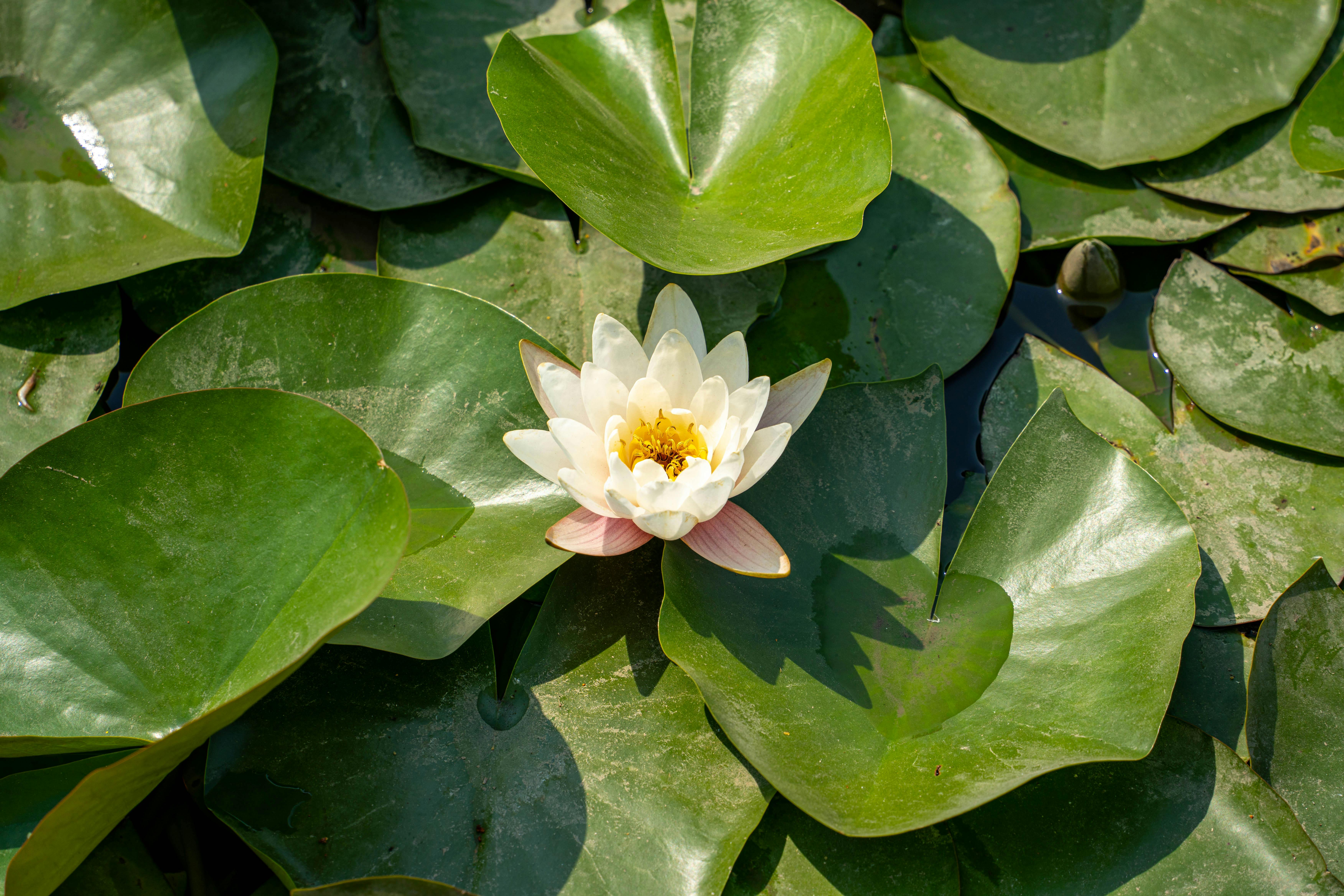 A stunning white lotus flower floating on lush green lily pads in a serene pond environment.