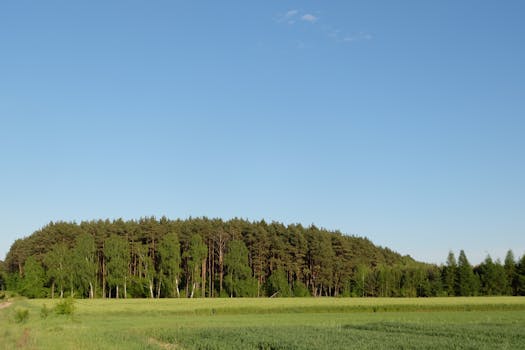 Lush green field under clear blue sky with forest in the distance