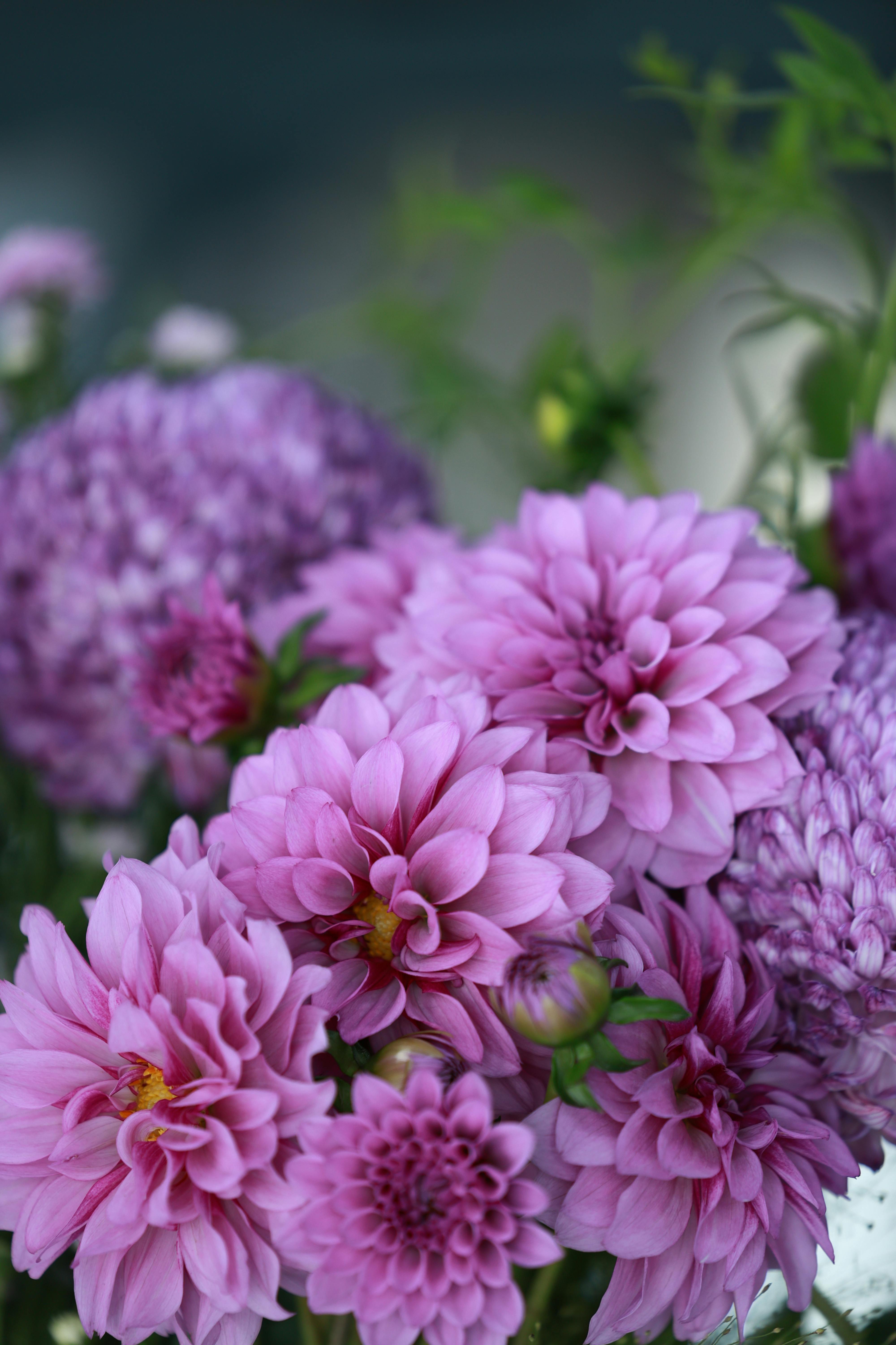 Dahlia plants in a well-maintained garden
