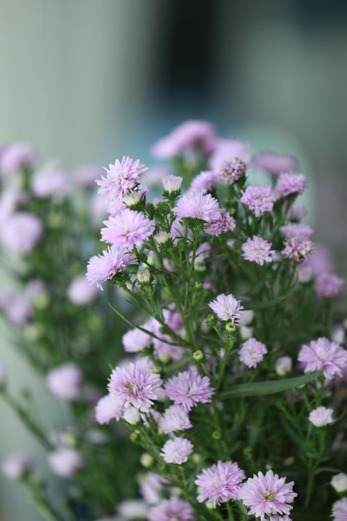 Free Delicate purple asters in full bloom, showcasing their vibrant color and fine details. Stock Photo