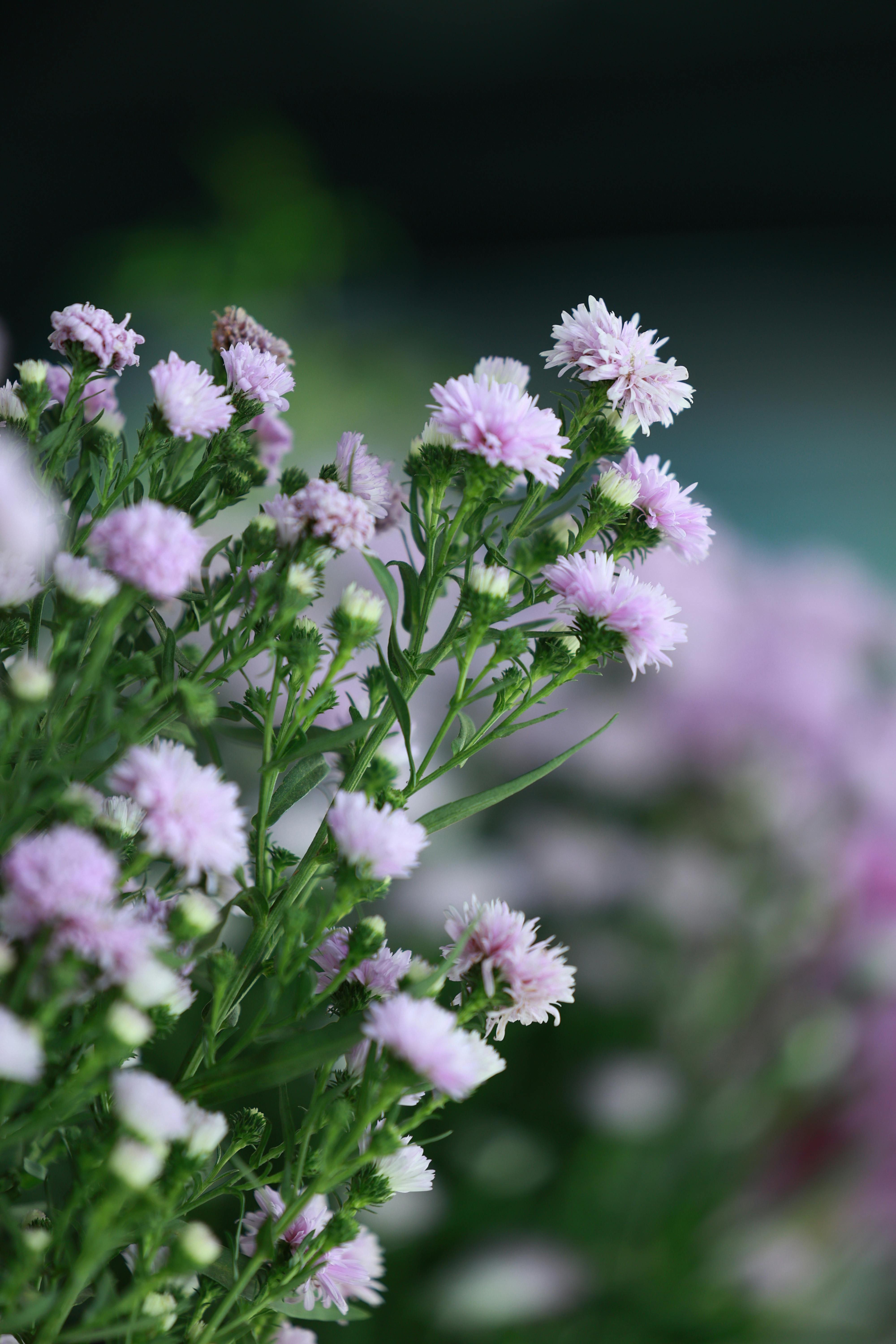[ColoSach]-delicate-pink-flowers-in-soft-focus,-captured-in-a-serene-outdoor-setting.