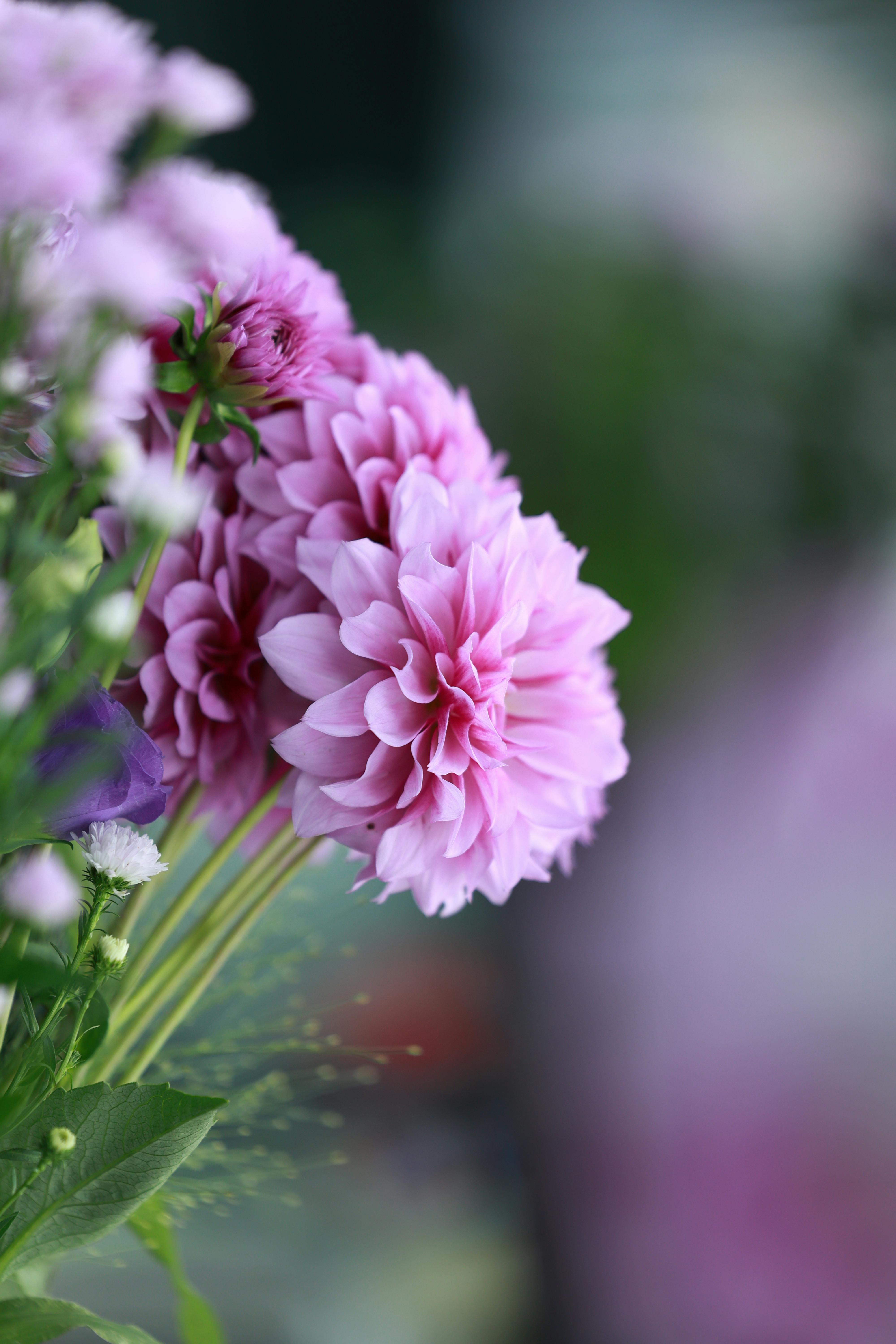 [ColoSach]-close-up-of-vibrant-pink-dahlias-in-full-bloom-with-a-soft-background.